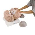 3B Scientific Giant Brain, 2.5 times - w/ 3B Smart Anatomy 1001261